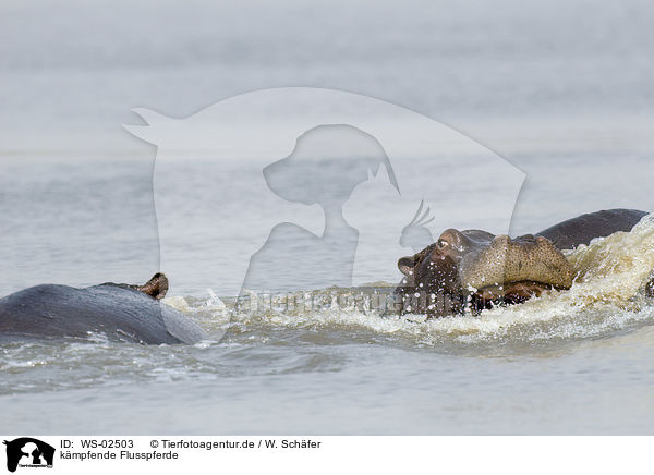 kmpfende Flusspferde / fighting hippos / WS-02503
