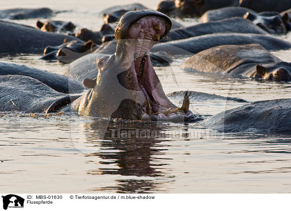 Flusspferde / hippopotamus / MBS-01630