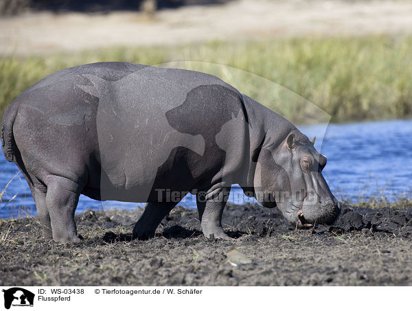 Flusspferd / hippo / WS-03438