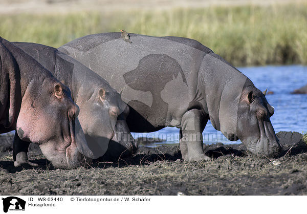 Flusspferde / hippos / WS-03440