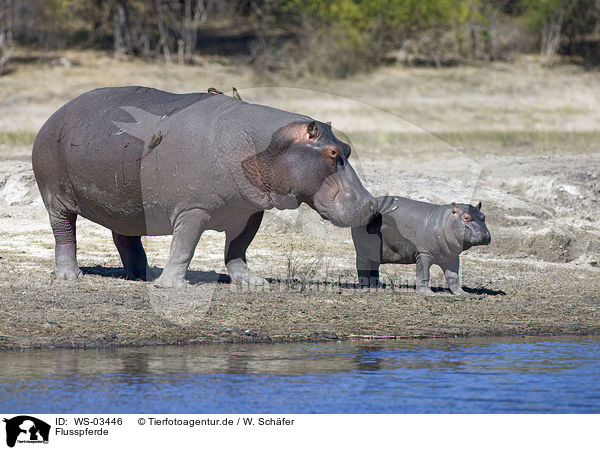 Flusspferde / hippos / WS-03446