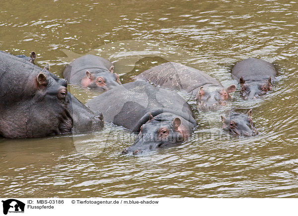 Flusspferde / hippos / MBS-03186