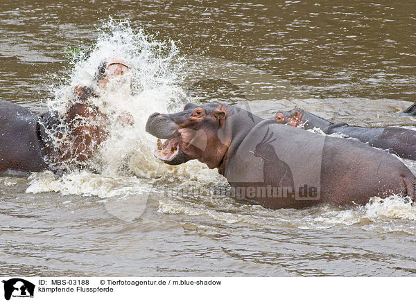 kmpfende Flusspferde / fighting hippos / MBS-03188
