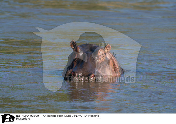 Flusspferd / hippo / FLPA-03899