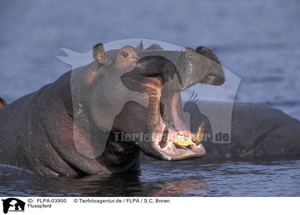 Flusspferd / hippo / FLPA-03900