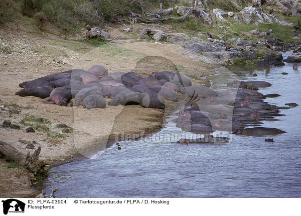 Flusspferde / hippos / FLPA-03904