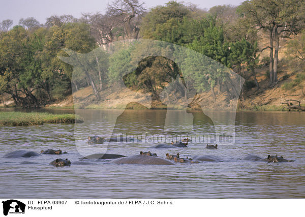 Flusspferd / hippo / FLPA-03907