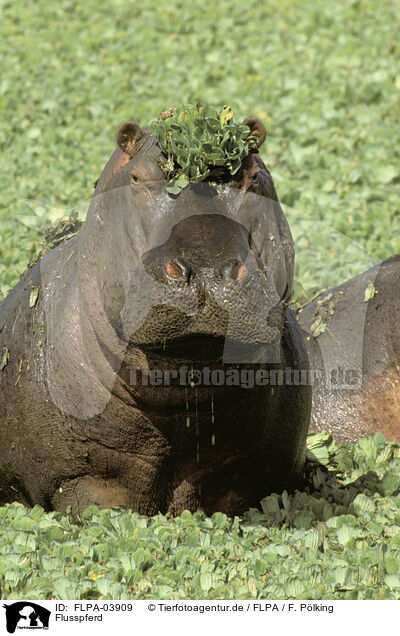 Flusspferd / hippo / FLPA-03909
