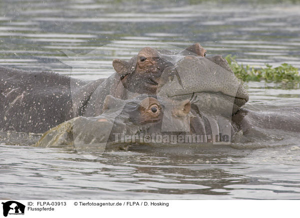 Flusspferde / hippos / FLPA-03913