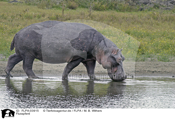 Flusspferd / hippo / FLPA-03915
