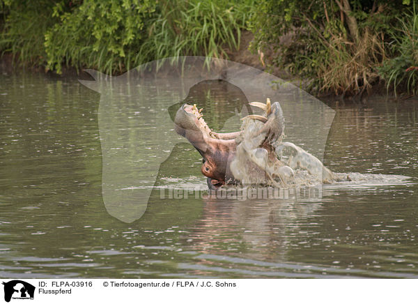 Flusspferd / hippo / FLPA-03916