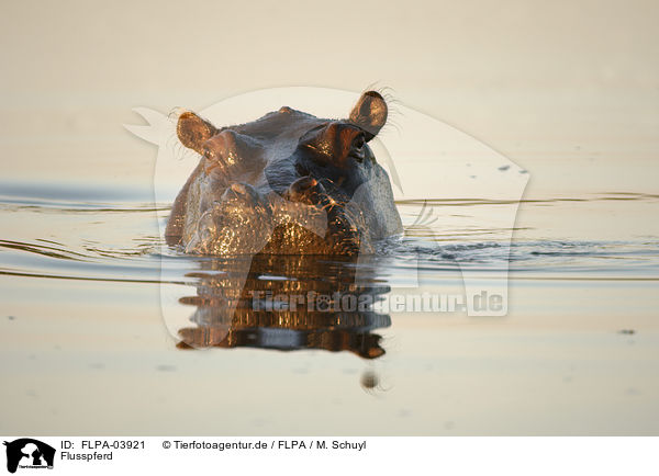 Flusspferd / hippo / FLPA-03921