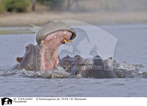 Flusspferde / hippos / FLPA-03942