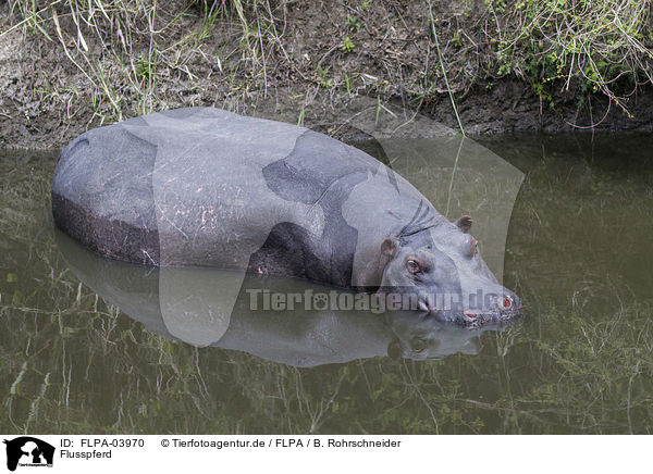 Flusspferd / hippo / FLPA-03970