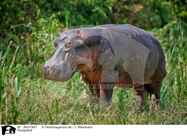 Flusspferd / hippo / JR-01947