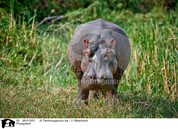 Flusspferd / hippo / JR-01951