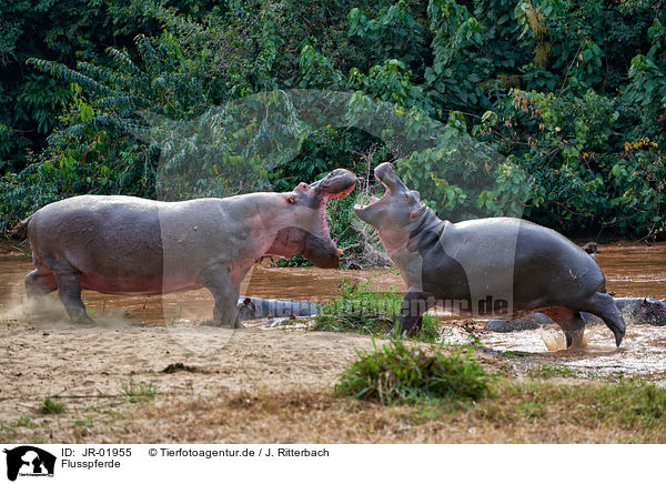 Flusspferde / hippos / JR-01955