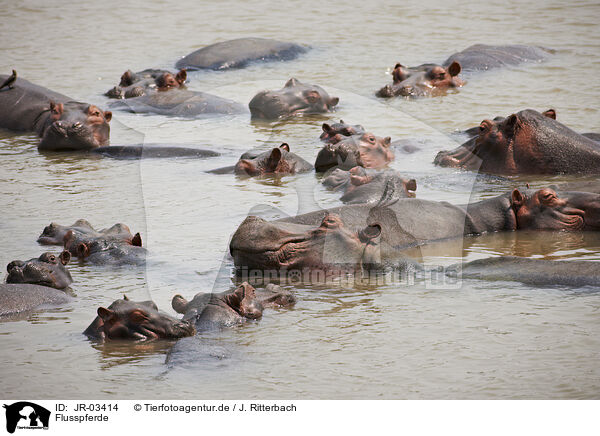 Flusspferde / hippos / JR-03414