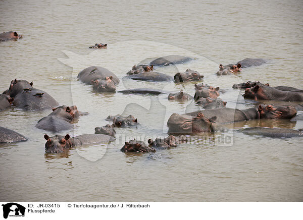 Flusspferde / hippos / JR-03415
