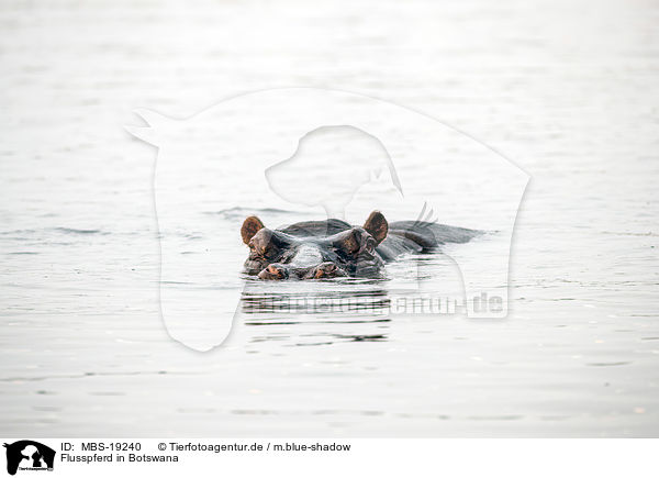 Flusspferd in Botswana / MBS-19240