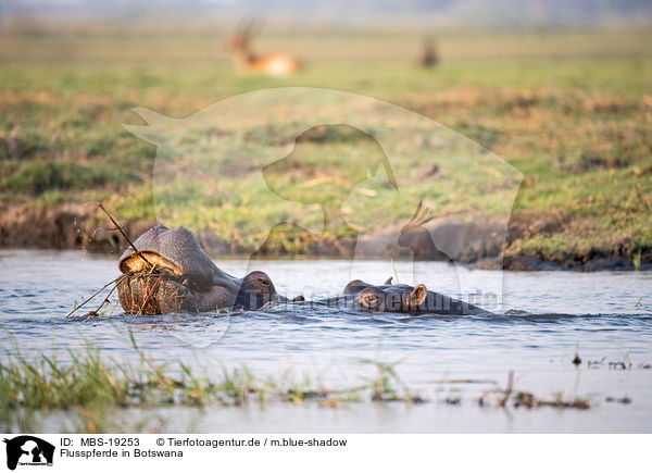 Flusspferde in Botswana / River Horses in botswana / MBS-19253