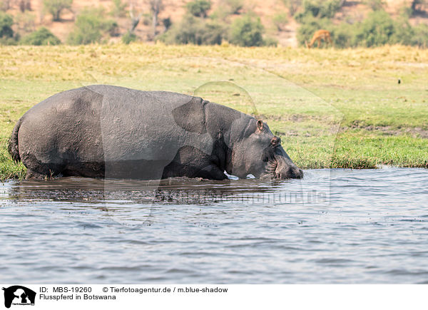 Flusspferd in Botswana / MBS-19260