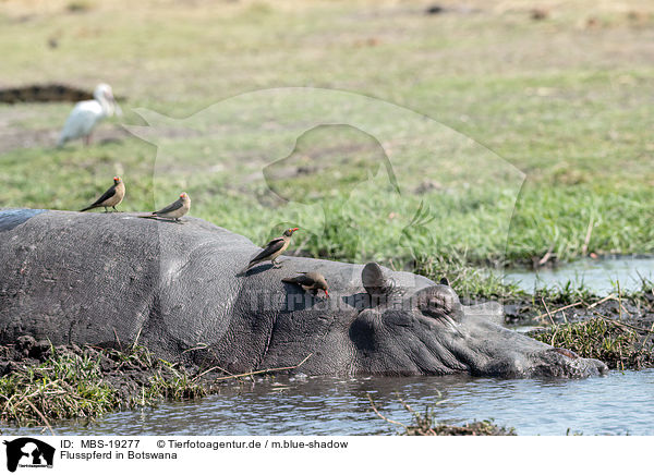 Flusspferd in Botswana / MBS-19277