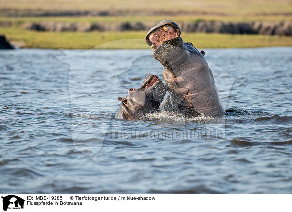 Flusspferde in Botswana / MBS-19285