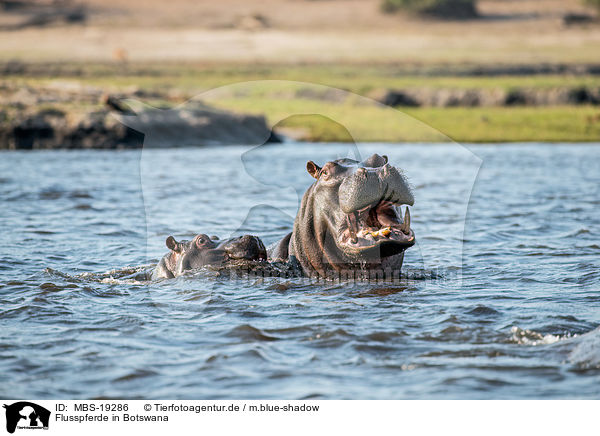 Flusspferde in Botswana / River Horses in botswana / MBS-19286