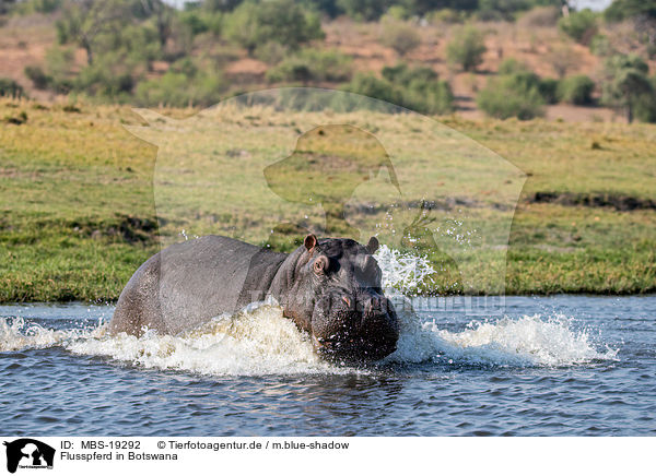 Flusspferd in Botswana / River Horse in botswana / MBS-19292