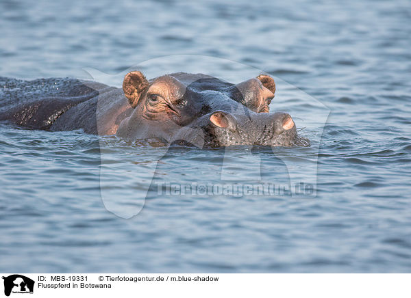 Flusspferd in Botswana / River Horse in botswana / MBS-19331