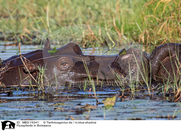 Flusspferde in Botswana / MBS-19341