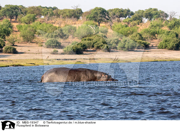 Flusspferd in Botswana / MBS-19347
