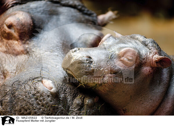 Flusspferd Mutter mit Jungtier / Hippo mother with baby / MAZ-05822