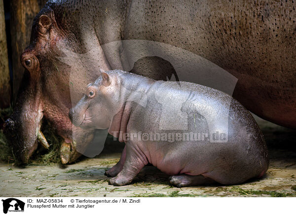 Flusspferd Mutter mit Jungtier / MAZ-05834
