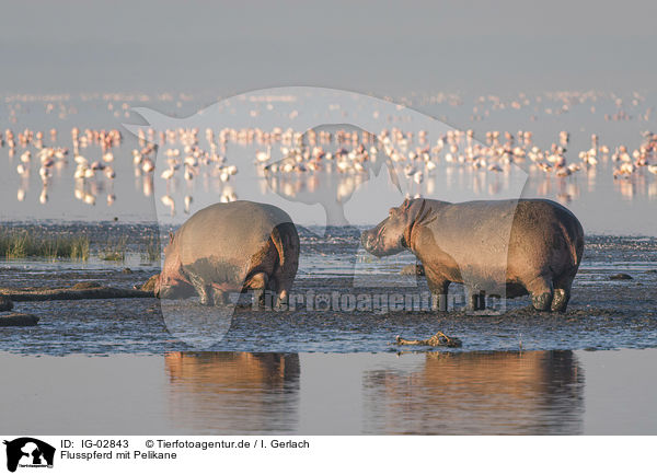 Flusspferd mit Pelikane / IG-02843