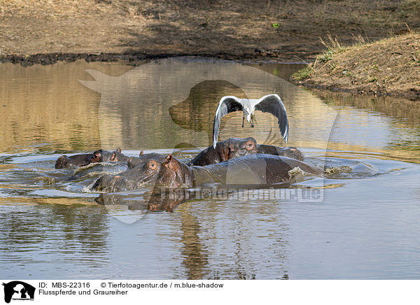 Flusspferde und Graureiher / River Horses and Grey Heron / MBS-22316