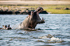 Flusspferde in Botswana