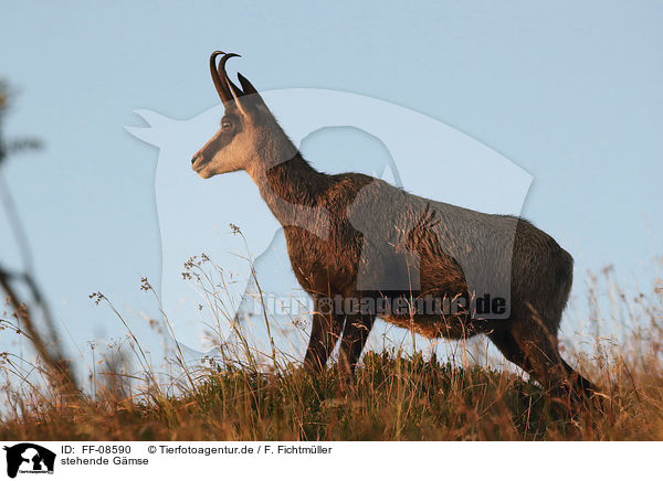 stehende Gmse / standing Chamois / FF-08590