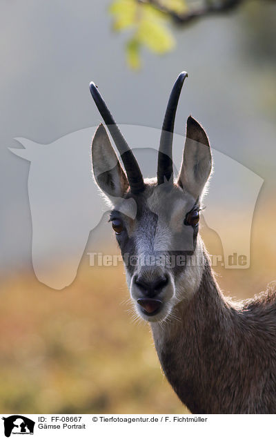 Gmse Portrait / Chamois portrait / FF-08667