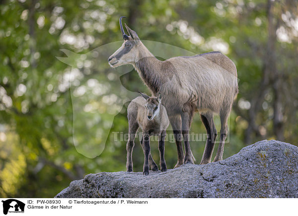 Gmse in der Natur / Chamois in natur / PW-08930