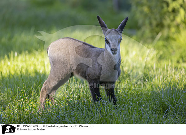 Gmse in der Natur / Chamois in natur / PW-08989