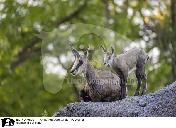 Gmse in der Natur / Chamois in natur / PW-08991