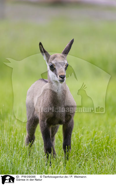 Gmse in der Natur / Chamois in natur / PW-09086
