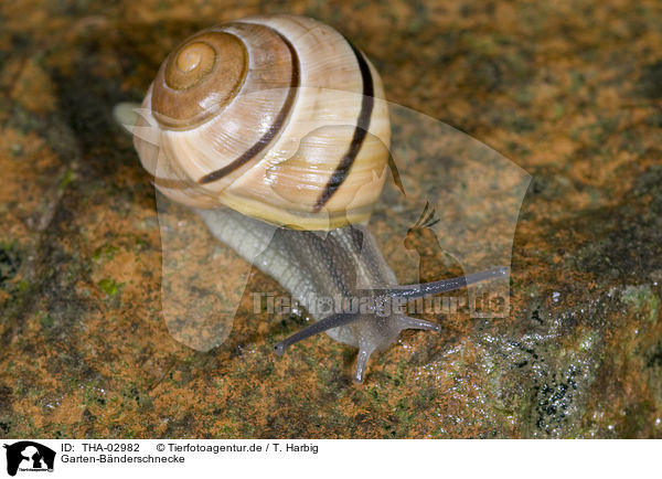 Garten-Bnderschnecke / THA-02982