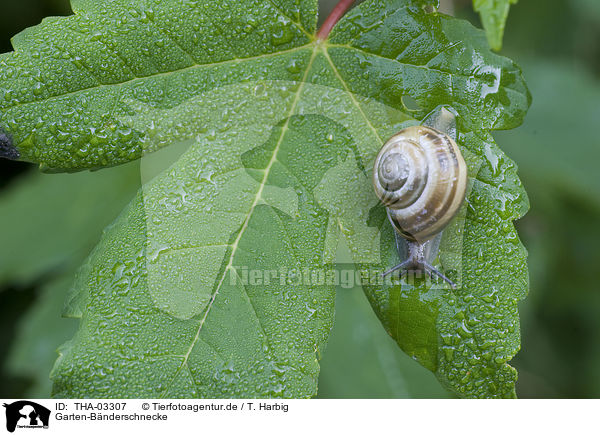 Garten-Bnderschnecke / snail / THA-03307