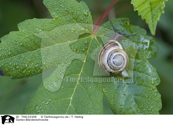 Garten-Bnderschnecke / snail / THA-03308