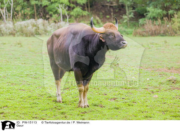 Gaur / Indian bison / PW-15113