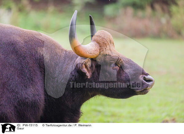 Gaur / Indian bison / PW-15115