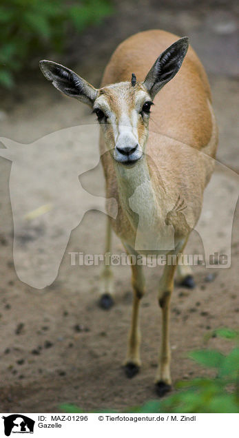 Gazelle / gazelle / MAZ-01296
